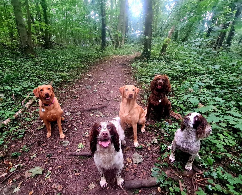 All dogs sitting and waiting for their next command in the wood surrounded by various distractions