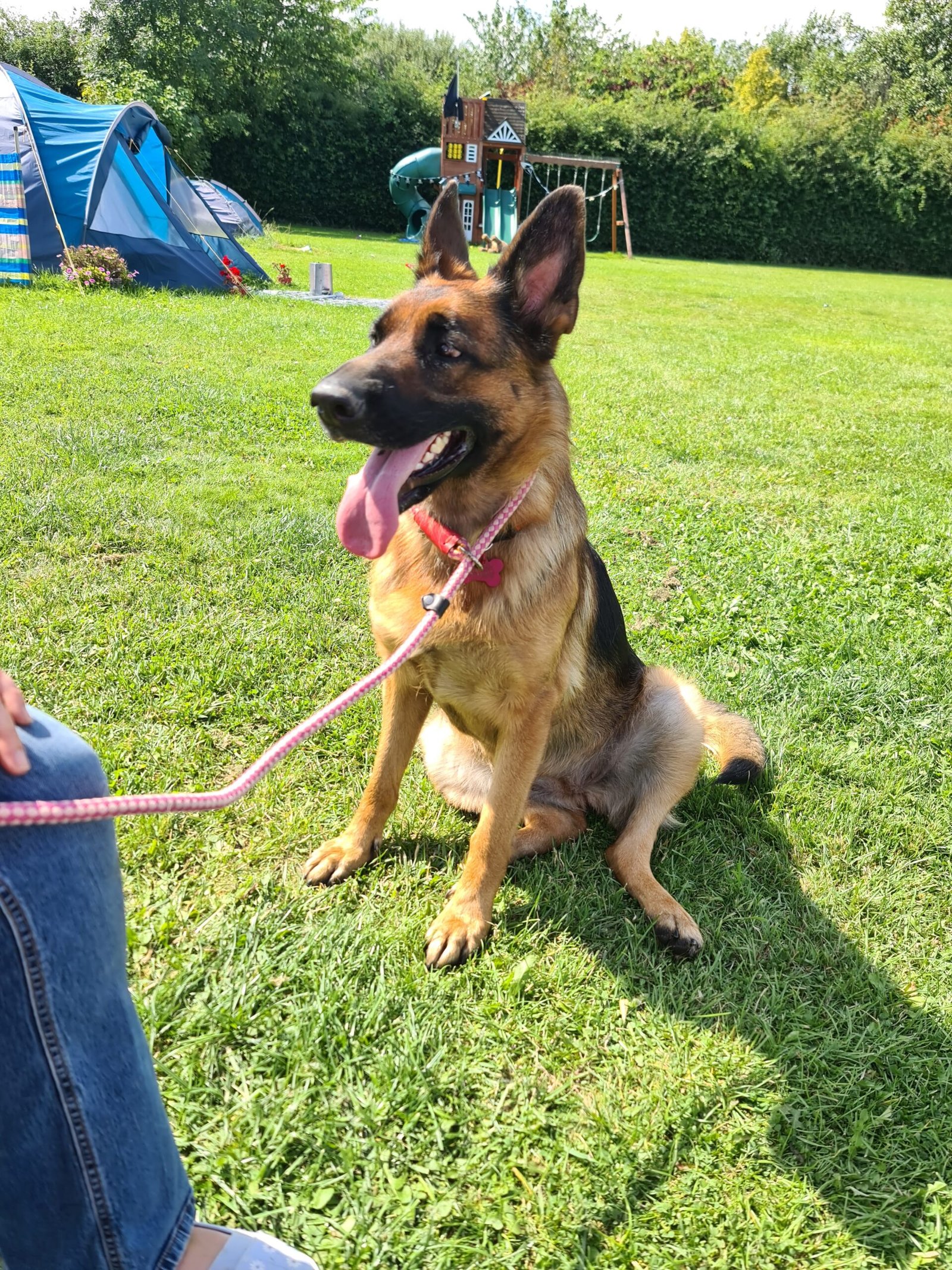 Dog training for dog reactivity.